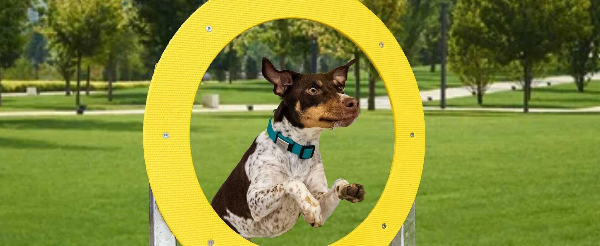 Agility – psie ihrisko